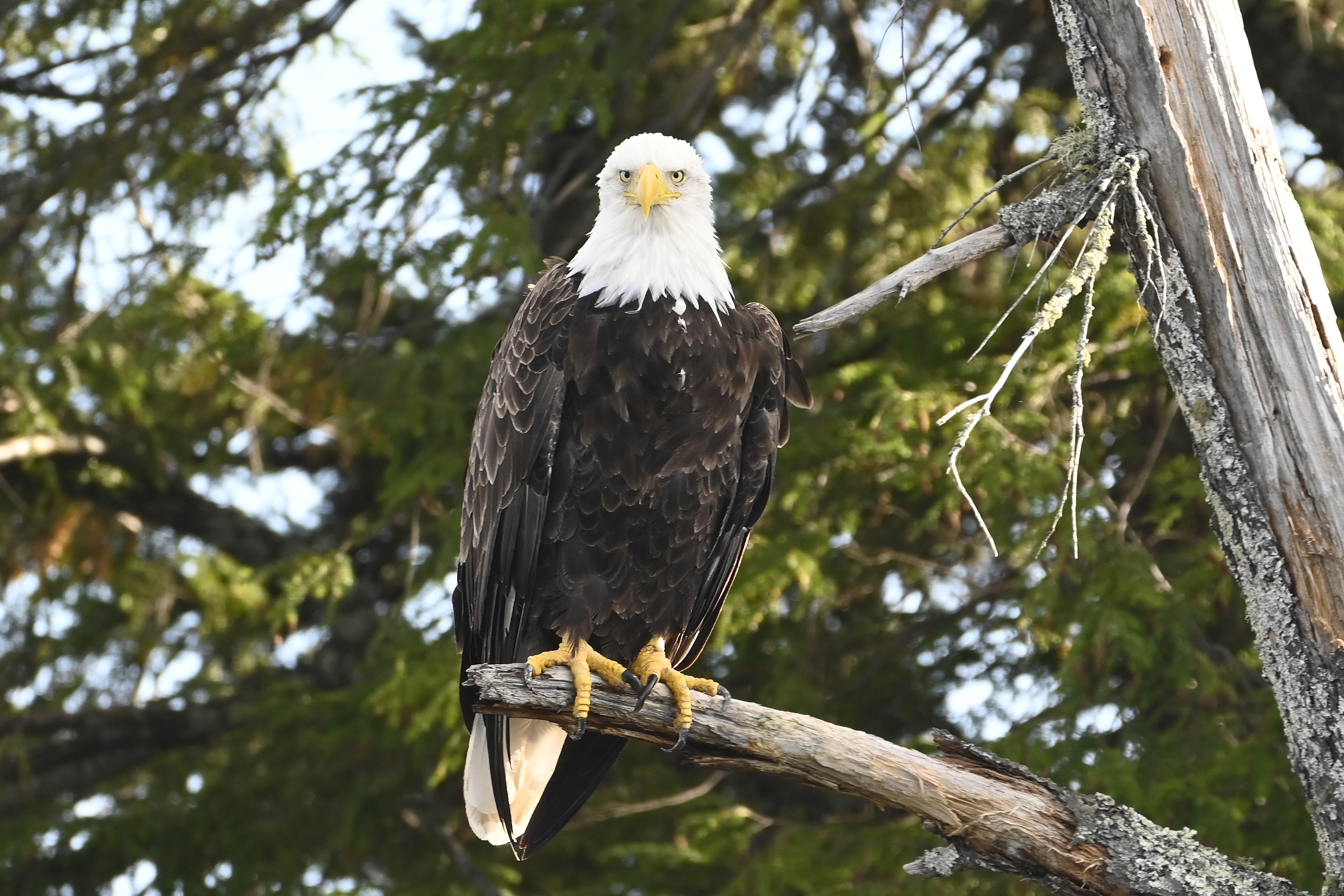 Bald Eagle (Haliaeetus leucocephalus) | Watersmeet, MI